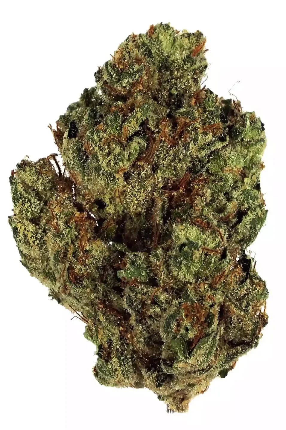 Triple G – Híbrida Dominante Indica