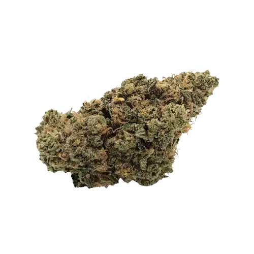Chocolate Haze – Sativa Dominante