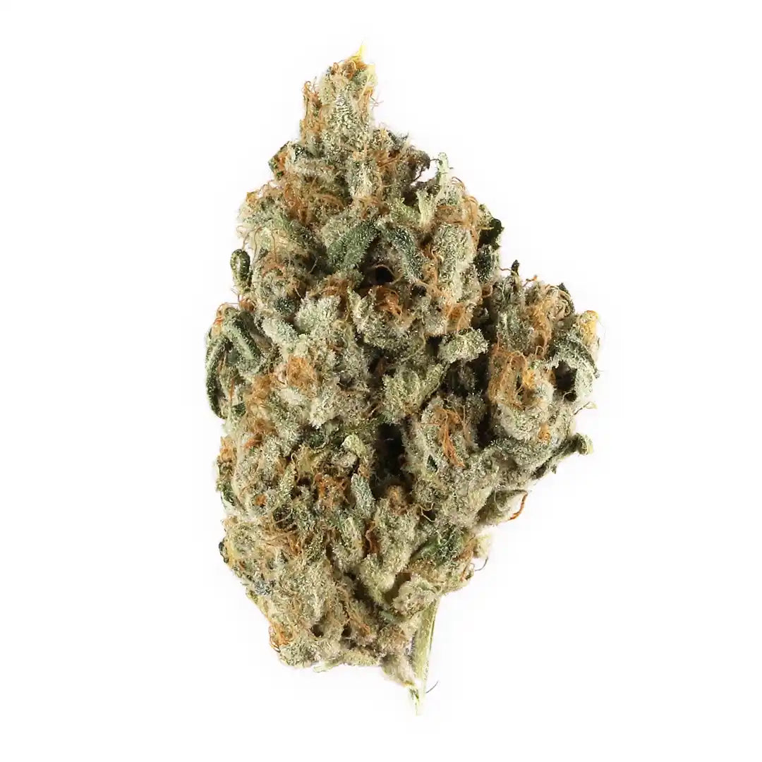 Haze Berry – Sativa Dominante