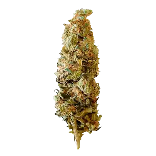 Shogun – Sativa Dominante