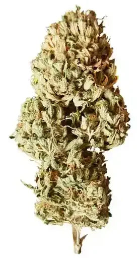 Royal AK – Híbrida Dominante Sativa