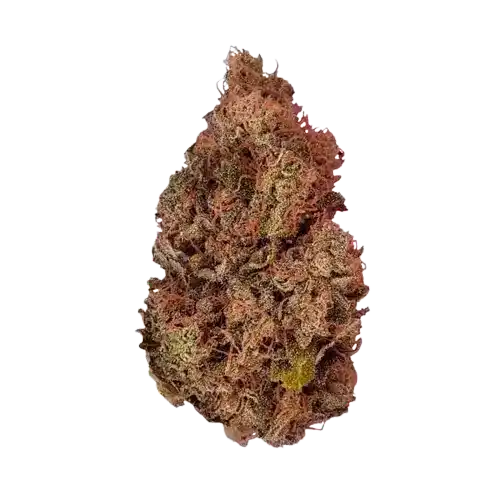 Purple Queen – Indica Dominante